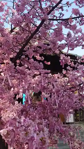 桜神宮の自然