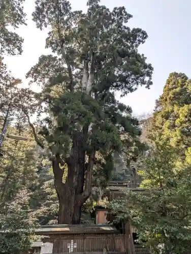 若狭姫神社（若狭彦神社下社）の{uncategorized: "未分類", other: "その他", undefined: "問題あり", building: "その他建物", grave: "お墓", sacred_gate: "鳥居", guardian: "狛犬", statue: "像", buddha: "仏像", history: "歴史", nature: "自然", garden: "庭園", animal: "動物", pagoda: "塔", temizu: "手水舎", mountain_gate: "山門・神門", sanctuary: "本殿・本堂", subordinate: "末社・摂社", art: "芸術", scenery: "景色", jizo: "地蔵", ema: "絵馬", goshuin: "御朱印", omikuji: "おみくじ", items: "授与品その他", amulet: "お守り", goshuincho: "御朱印帳", eats: "食事", festival: "お祭り", votive_dance: "神楽", shichigosan: "七五三参", wedding: "結婚式", experience: "体験その他", initially: "初詣", around: "周辺", anti_infection: "感染症対策"}