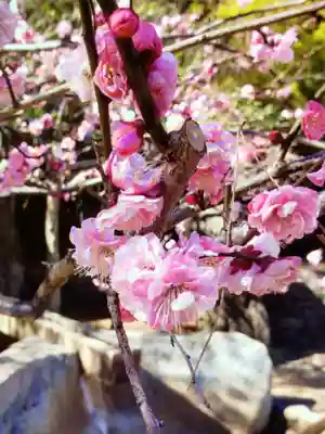 妙法寺(東京都)