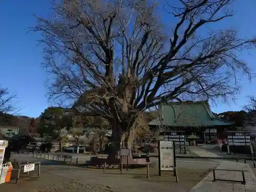 時宗総本山 遊行寺（正式：清浄光寺）(神奈川県)