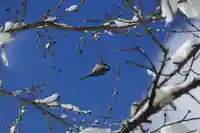 土津神社|こどもと出世の神さまの動物