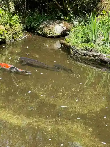 詩仙堂（丈山寺）の動物