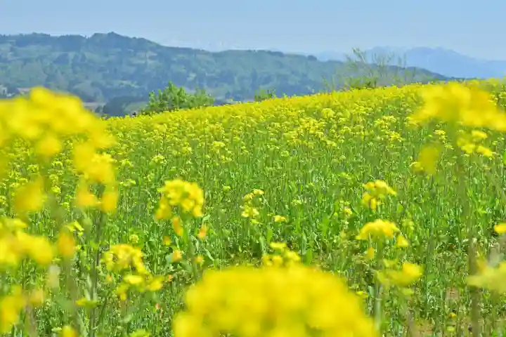 沢山神社(澤山神社)(新潟県)