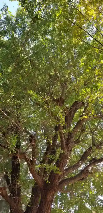王子白髭神社の自然
