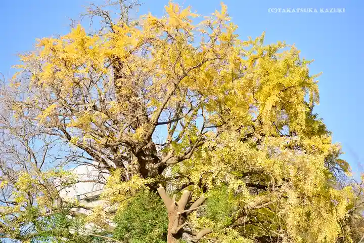 王子神社の自然