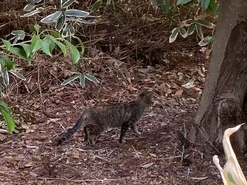 玉村八幡宮の動物