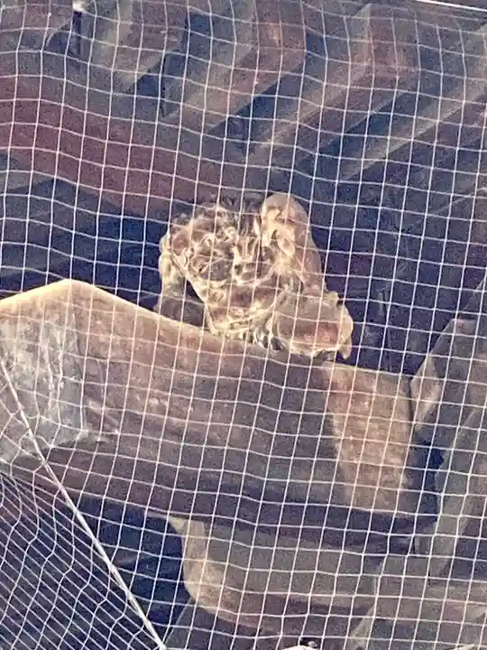 東寺(教王護国寺)(京都府)