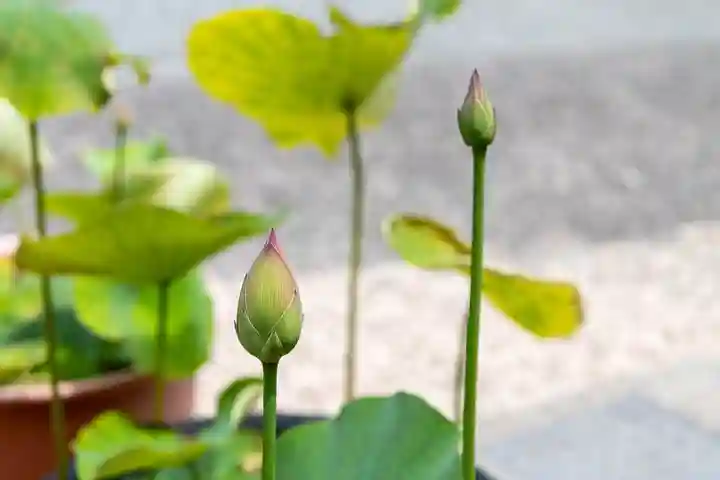 大久寺(神奈川県)