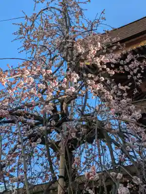 湯島天満宮(東京都)