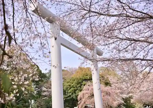 櫻木神社の鳥居