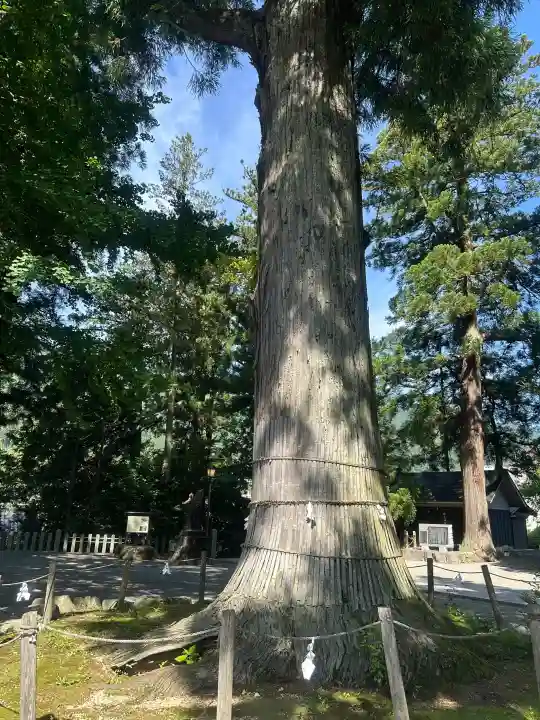 森水無八幡神社の{uncategorized: "未分類", other: "その他", undefined: "問題あり", building: "その他建物", grave: "お墓", sacred_gate: "鳥居", guardian: "狛犬", statue: "像", buddha: "仏像", history: "歴史", nature: "自然", garden: "庭園", animal: "動物", pagoda: "塔", temizu: "手水舎", mountain_gate: "山門・神門", sanctuary: "本殿・本堂", subordinate: "末社・摂社", art: "芸術", scenery: "景色", jizo: "地蔵", ema: "絵馬", goshuin: "御朱印", omikuji: "おみくじ", items: "授与品その他", amulet: "お守り", goshuincho: "御朱印帳", eats: "食事", festival: "お祭り", votive_dance: "神楽", shichigosan: "七五三参", wedding: "結婚式", experience: "体験その他", initially: "初詣", around: "周辺", anti_infection: "感染症対策"}