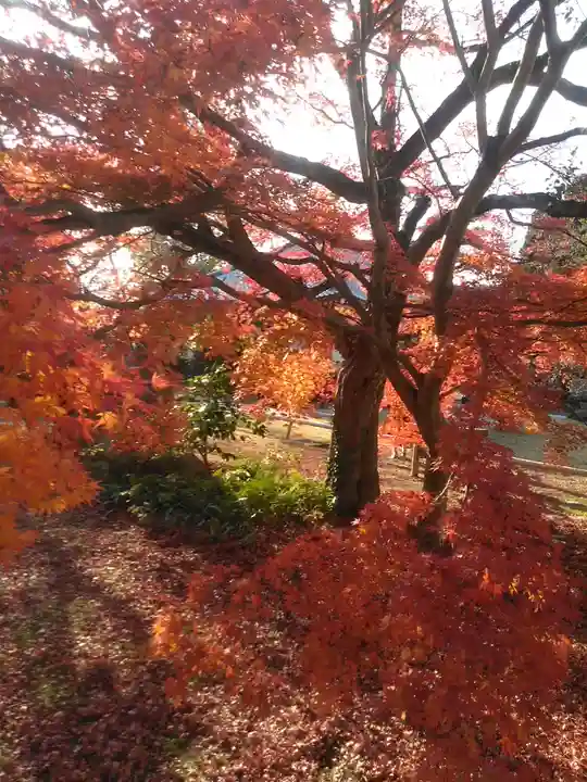 広壽山 福聚寺の自然