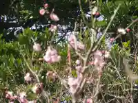 荏柄天神社の自然