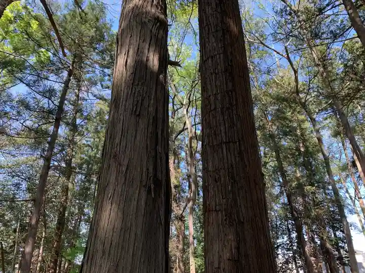 八幡神社の自然