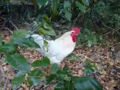 熱田神宮の動物