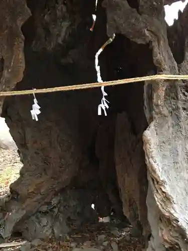 越智神社の自然