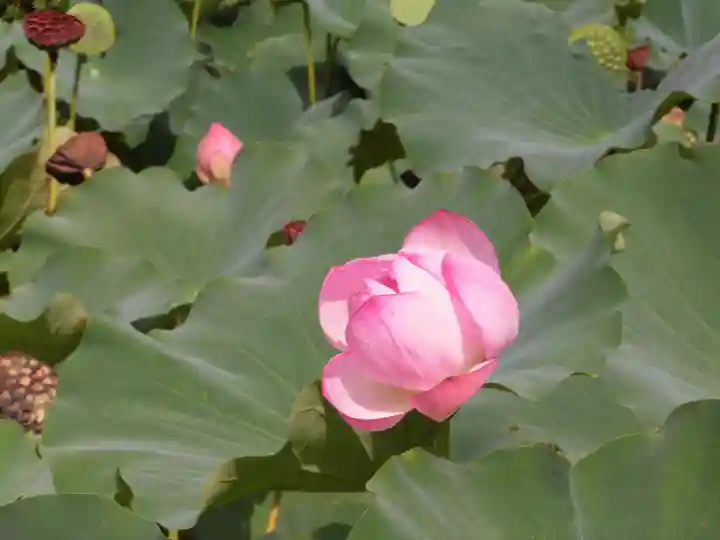 東寺(教王護国寺)(京都府)