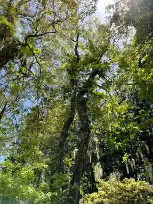 春日大社(奈良県)