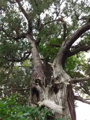 大瀬神社(静岡県)