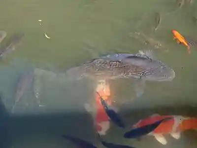 出雲大社北島国造館 出雲教(島根県)