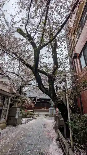 墨染寺（桜寺）(京都府)