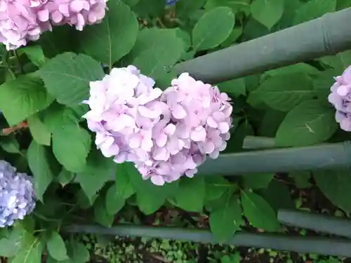 藤森神社の自然