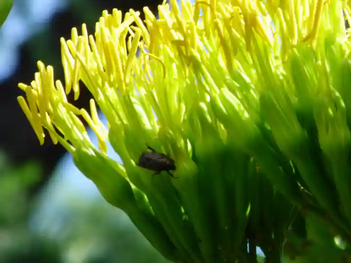烏森神社(東京都)
