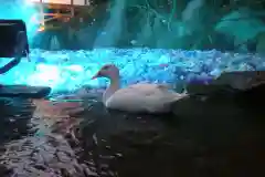 楽法寺（雨引観音）の動物