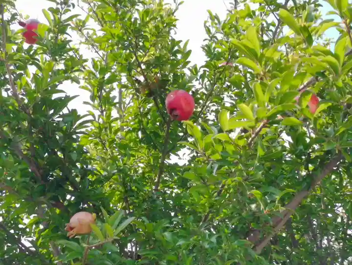 伊勢原 法泉寺の自然