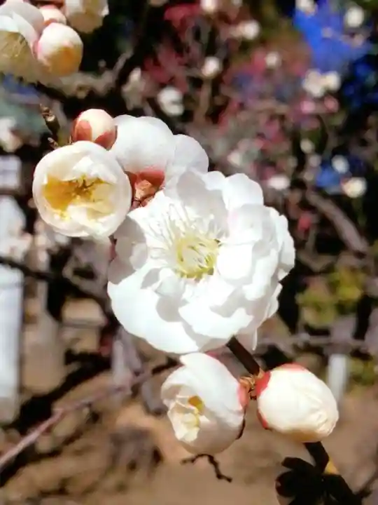 布多天神社(東京都)
