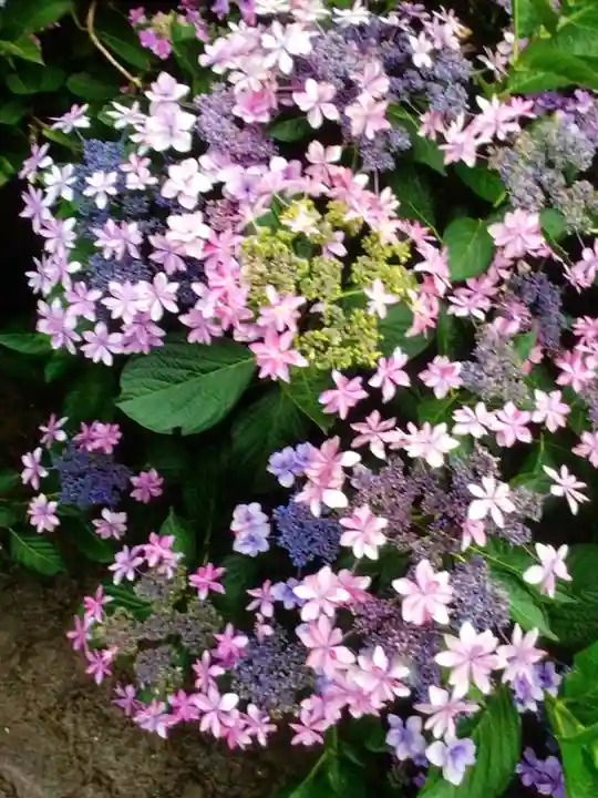 宝祥寺(東京都)