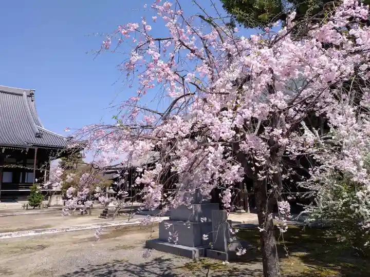 妙顯寺(妙顕寺)(京都府)