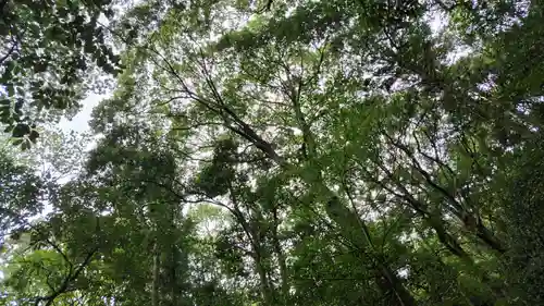 出雲大神宮の自然