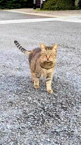 白金氷川神社の動物