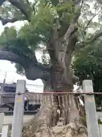 須賀神社(福岡県)