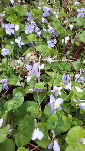 湯泉神社の自然