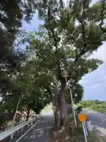 加茂神社(徳島県)