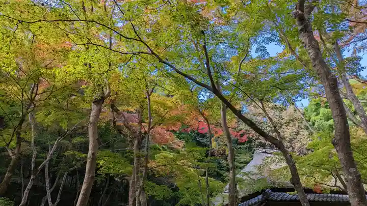 祇王寺(京都府)