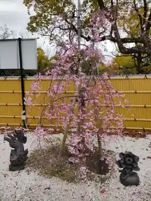 太閤山常泉寺の自然