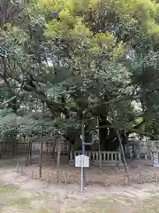 大樹寺（松安院大樹寺）(愛知県)