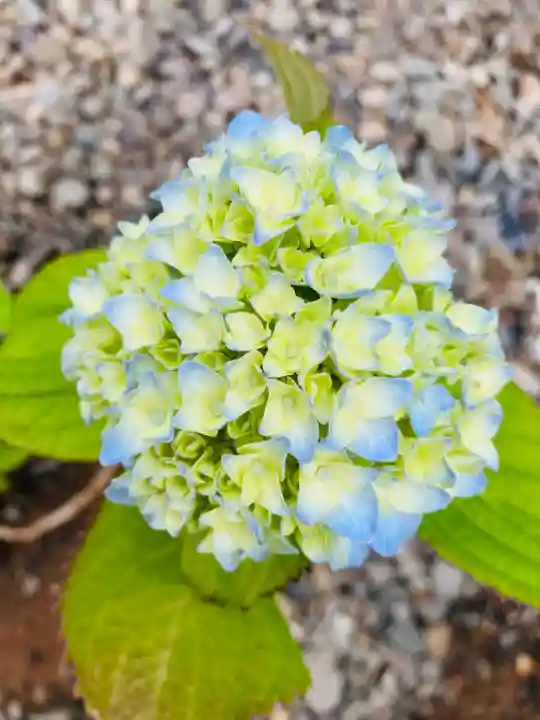 總社 和田八幡宮(福井県)