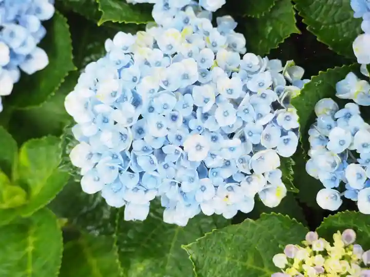 御霊神社の自然