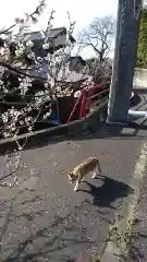 大山祇神社の動物