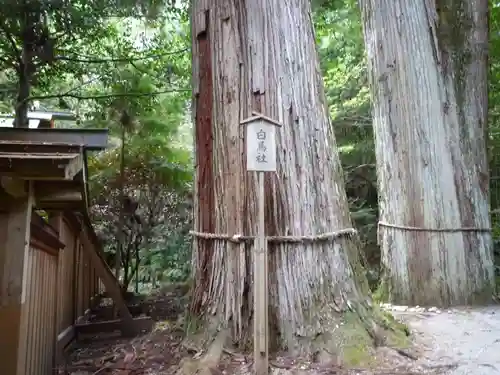 大馬神社の自然