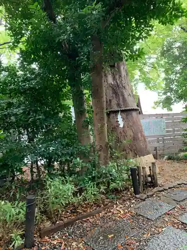 上青木氷川神社の自然