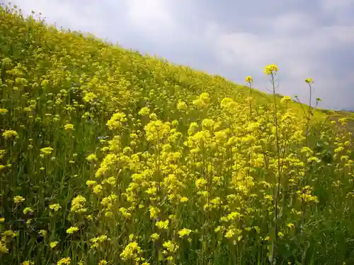 今市報徳二宮神社の自然