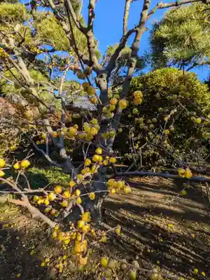 蓮光寺(東京都)