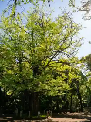 赤坂氷川神社(東京都)