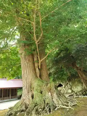 安房神社(千葉県)