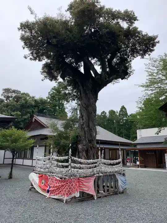 井伊谷宮の自然